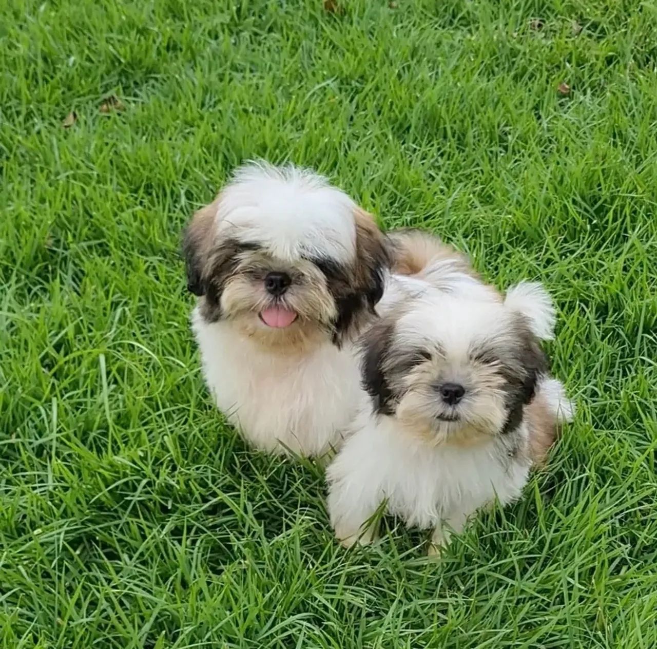 Shih tzu macho e fêmea