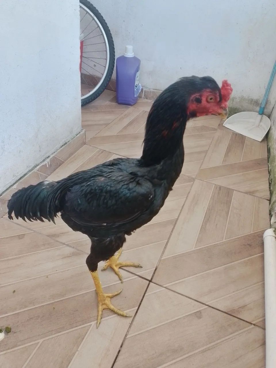 Galos e frango - Foto 3