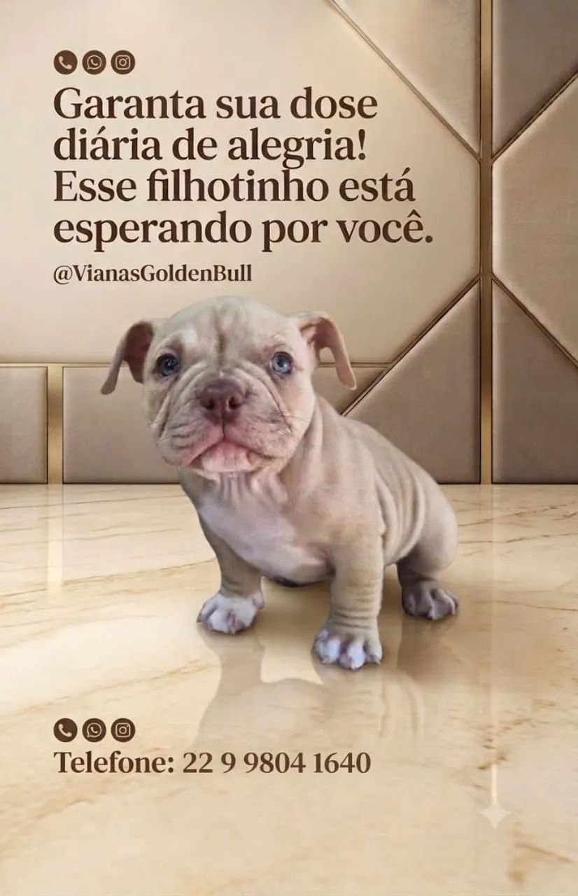 Bully - Foto 2