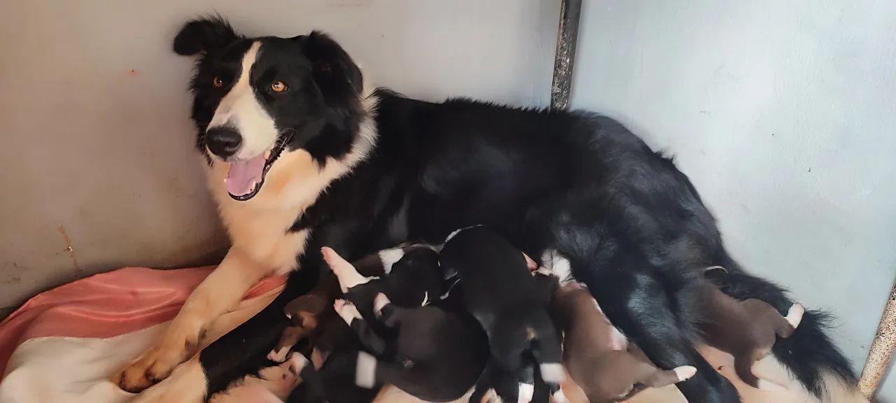 Filhotes de border collie 