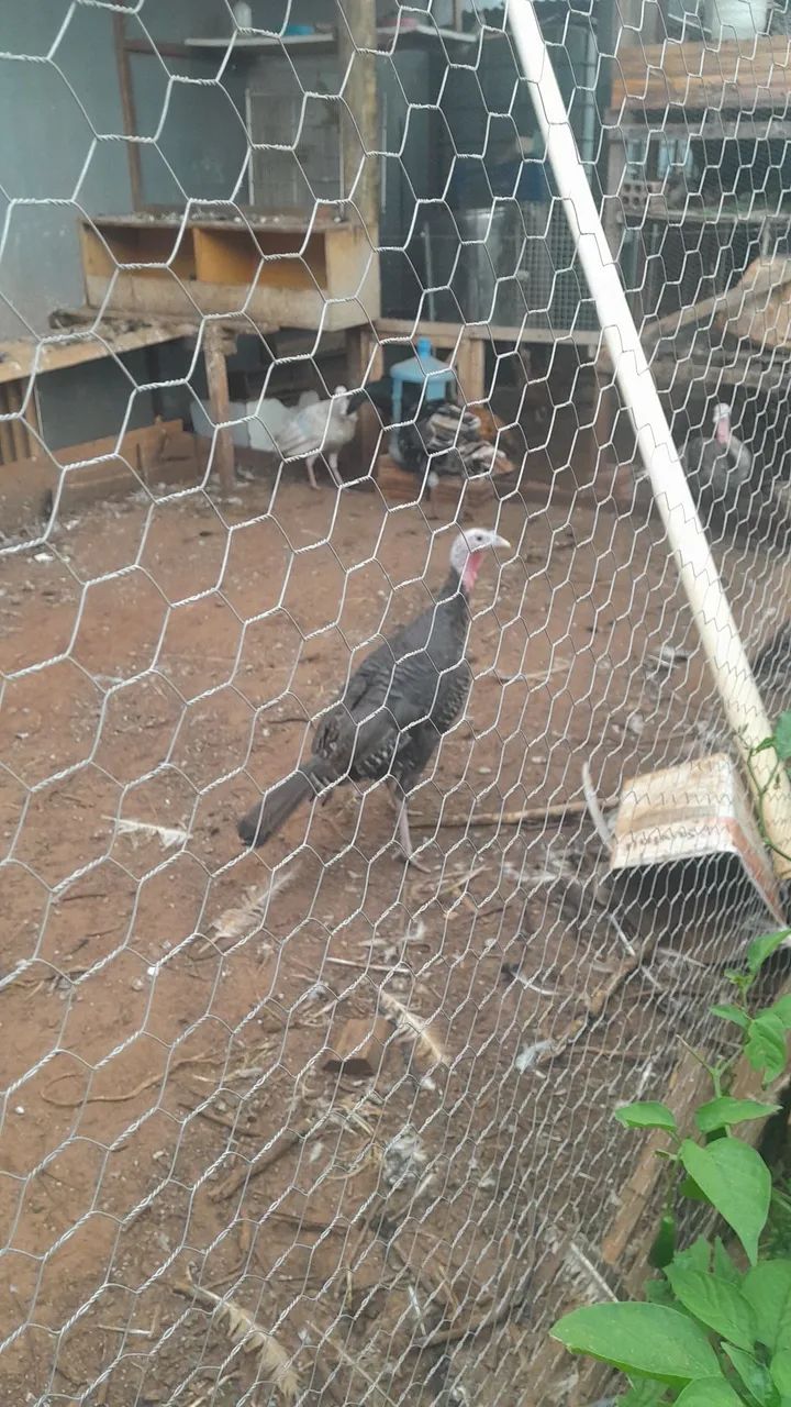 Peruzinhos e Peruas  - Foto 3