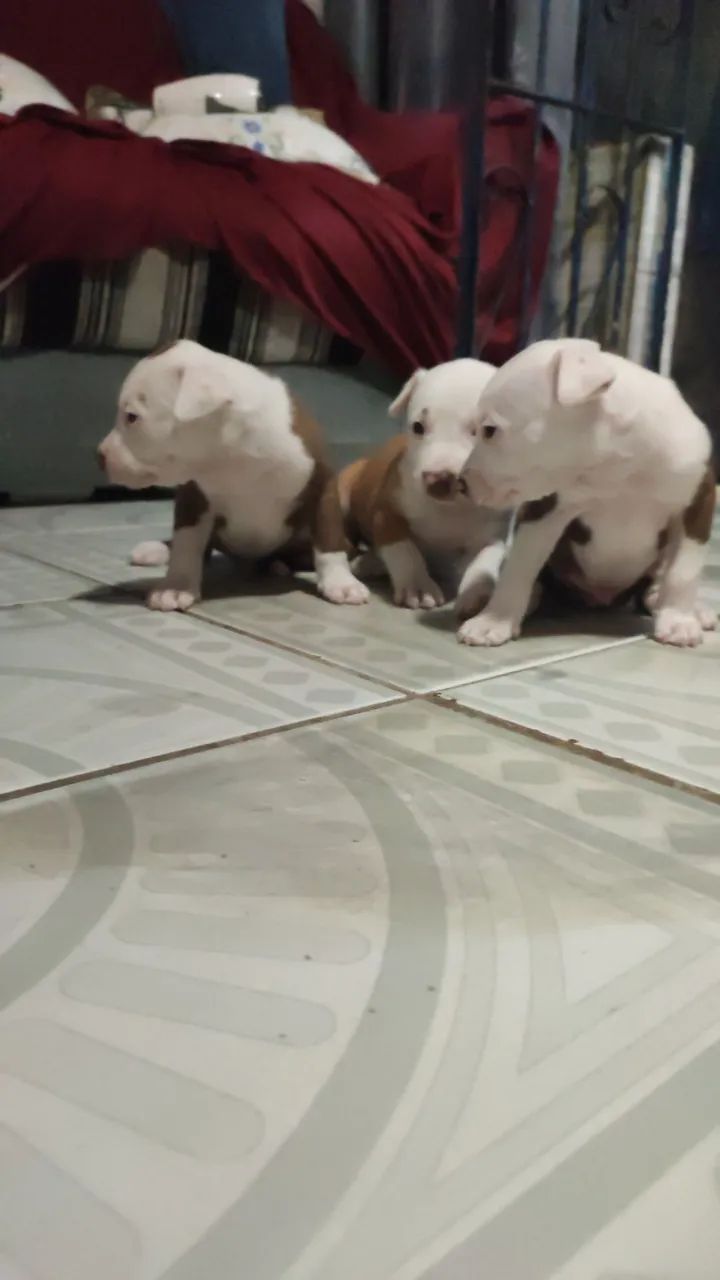 Pitbull  - Foto 2
