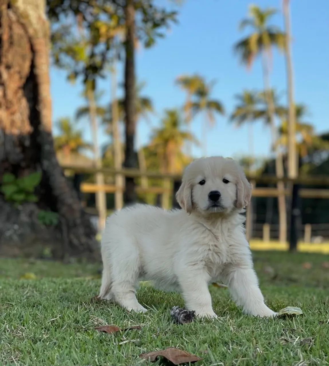 Golden para Leblon - Foto 4