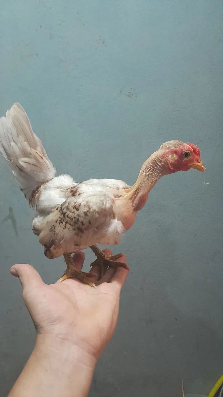 Polaquinho mini garnizé disponível  - Foto 3