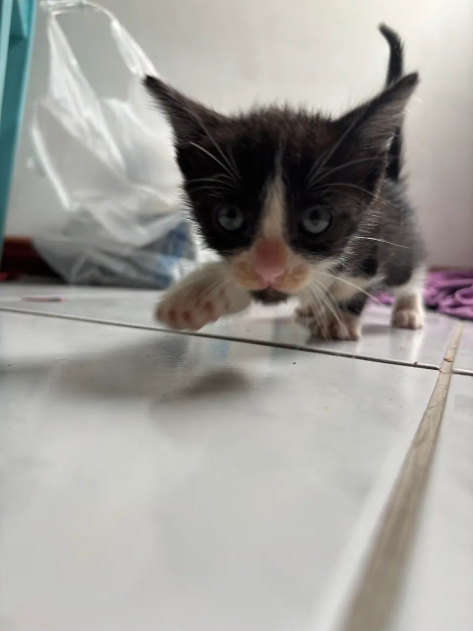 DOAM-SE GATOS FILHOTES - MACHOS - Foto 2