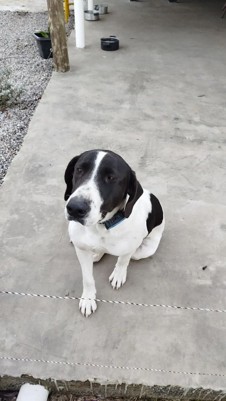 Doa se cachorra Fêmea  mistura de border collie  - Foto 2
