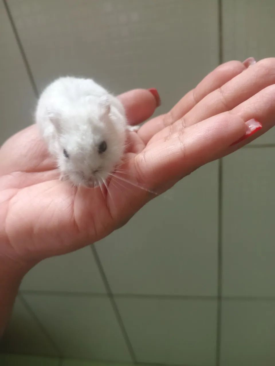 Hamster russo anão  - Foto 2