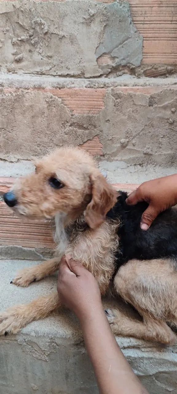Doação de cachorra - Foto 3
