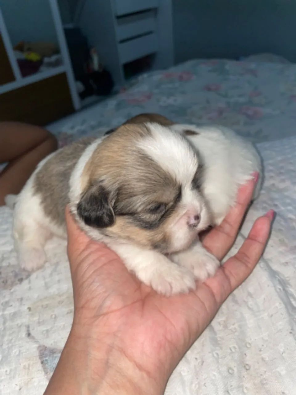 Cachorro  - Foto 2