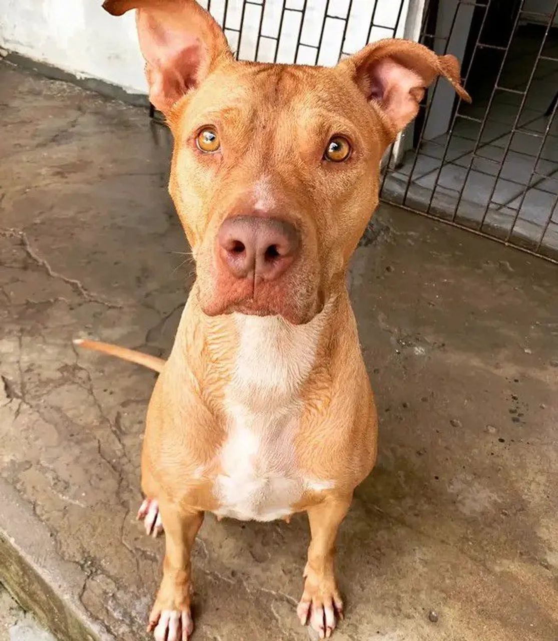 Doação Pit bull