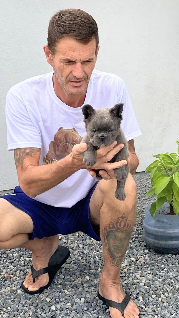 FILHOTE DE BULDOGUE FRANCÊS FLUFFY - Foto 3