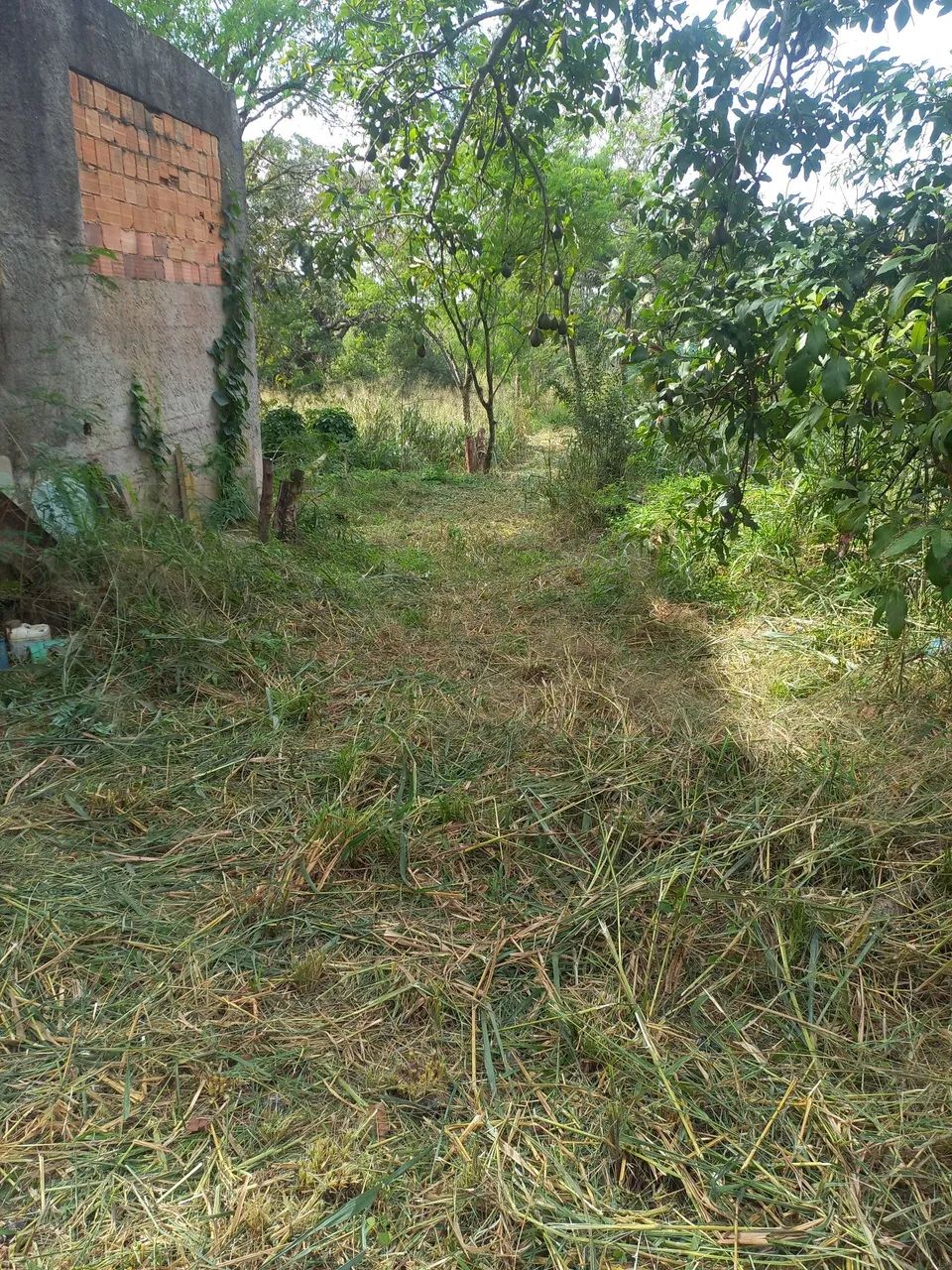 Sitio 8 hectares  - Foto 5