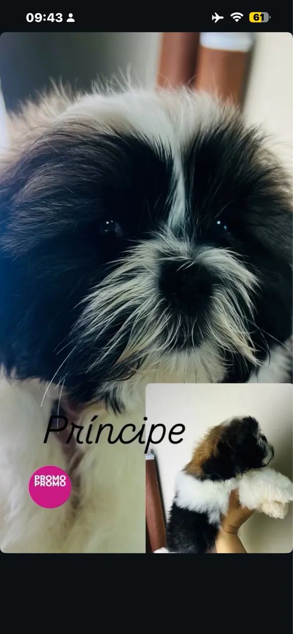 Shihtzu  - Foto 3
