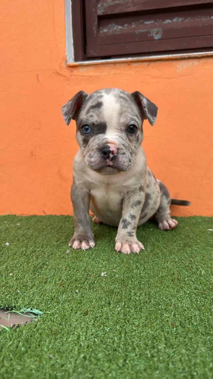 American Bully  - Foto 5