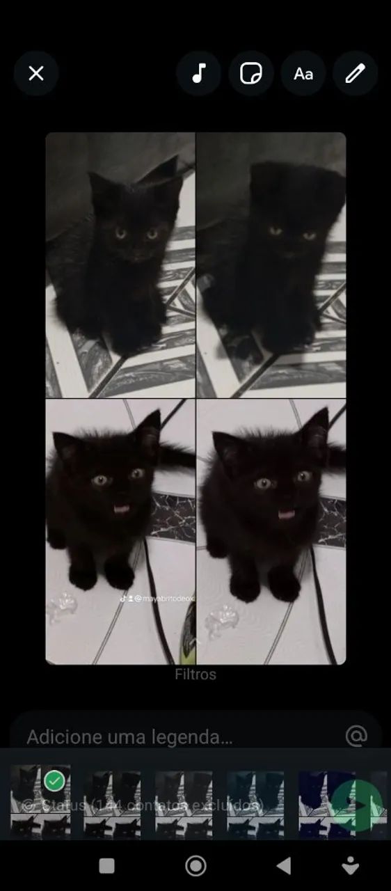 Gato mestiço persa com vira lata.