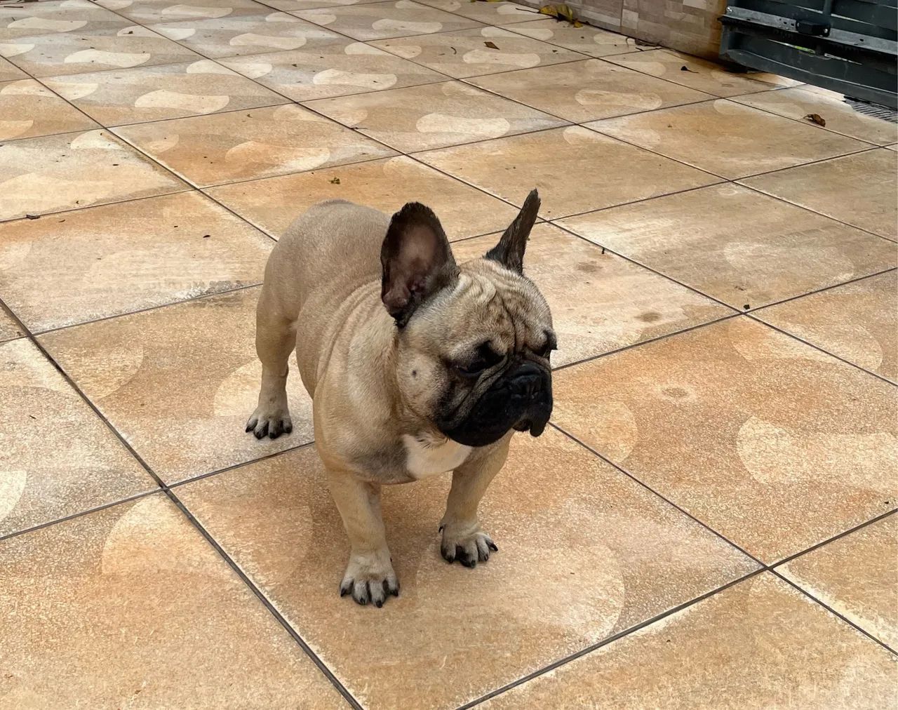 Bulldog francês Macho  - Foto 2