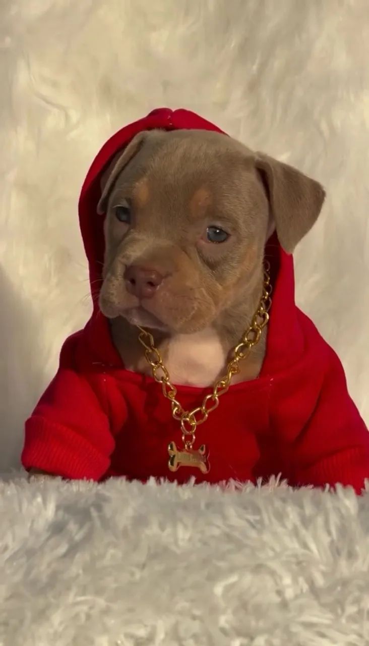 American Bully 