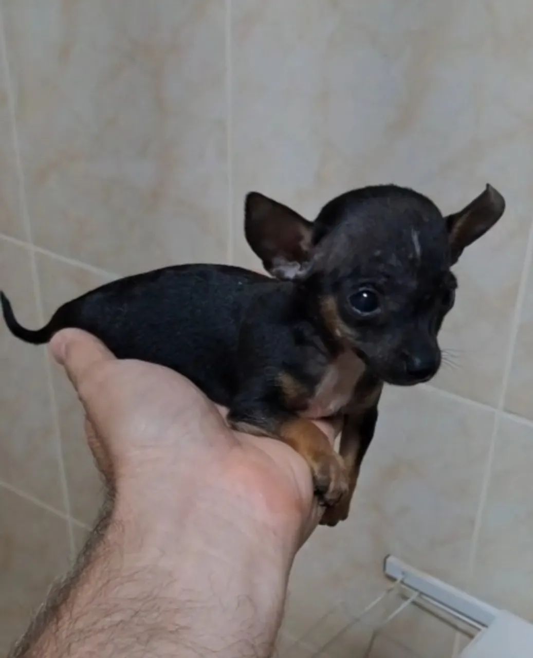 Pinscher Fêmea zero - Foto 3