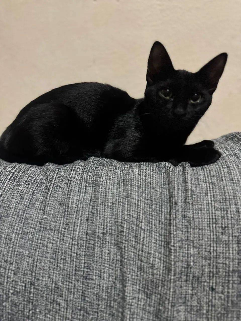 Doação gatinha Filhote 