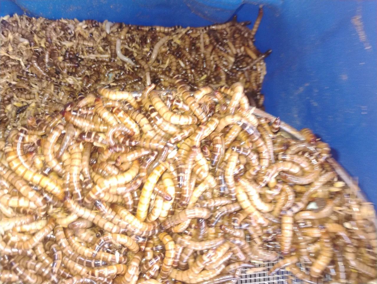 Tenébrios gigantes. - Foto 5