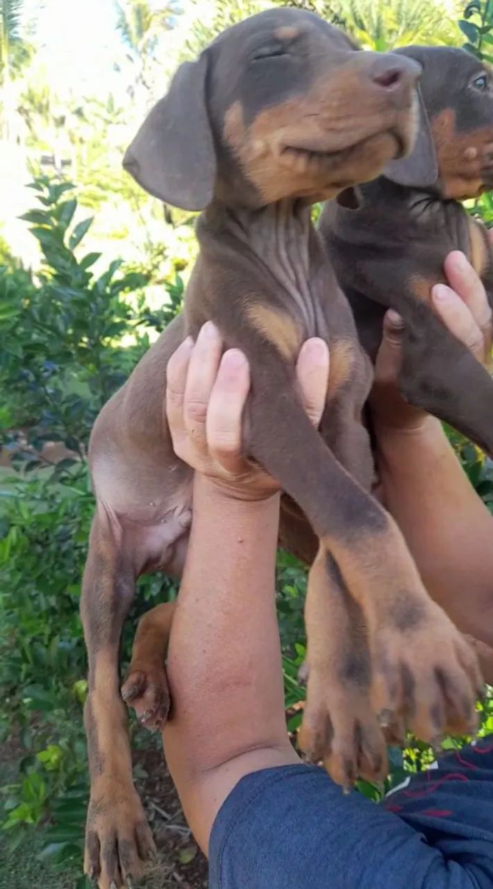 Dobermann.