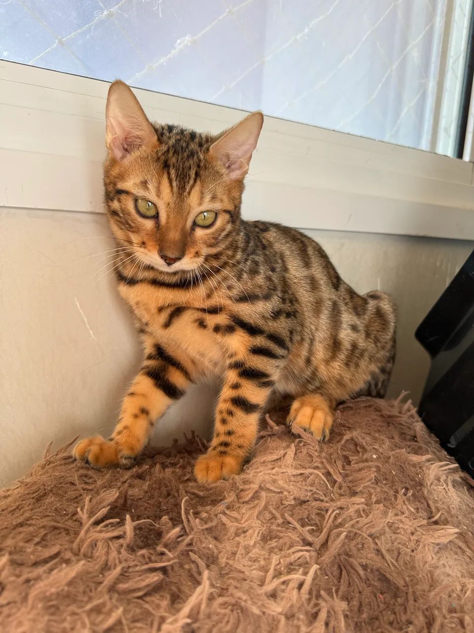 Filhote - Gato Bengal  - Foto 2