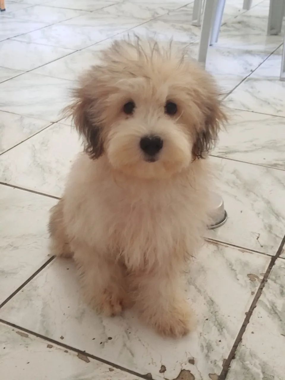 Dog poodle/shih tzu macho