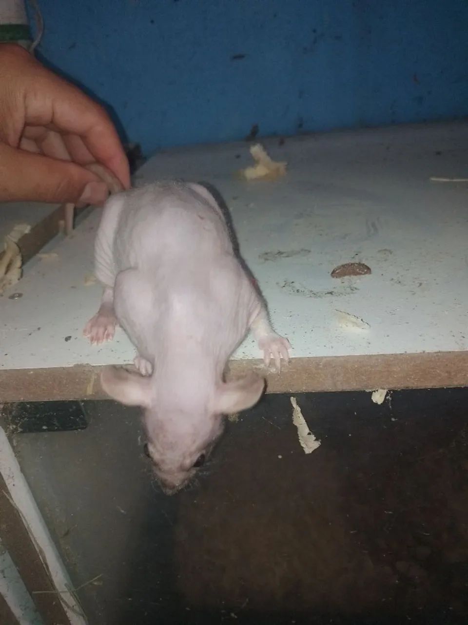 Rato Twister 