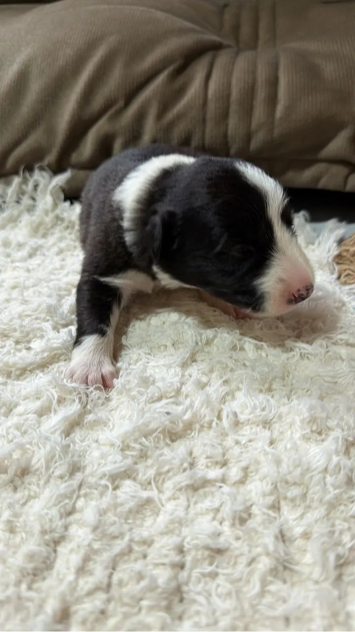 Border collie filhotes - Foto 4