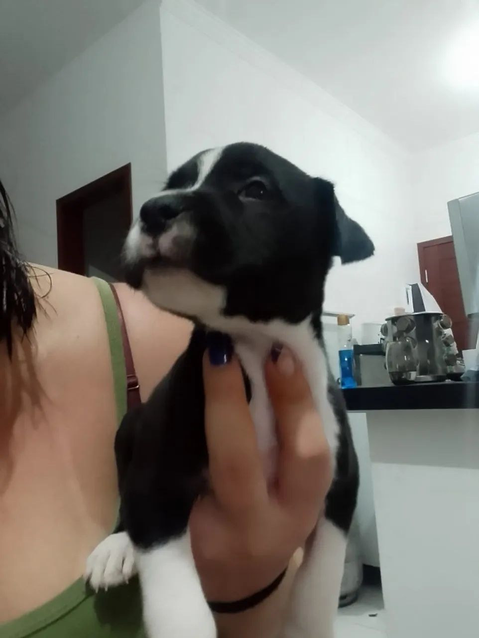 Pitbull Filhote  - Foto 2