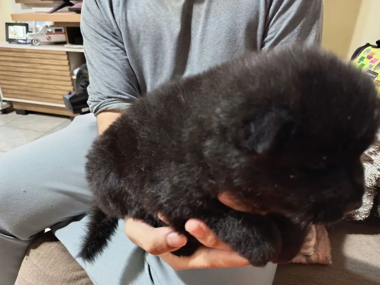 Filhote Fêmea de Chow-Chow  - Foto 2