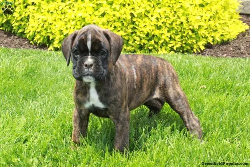 Boxer ? Entrega rápida 
