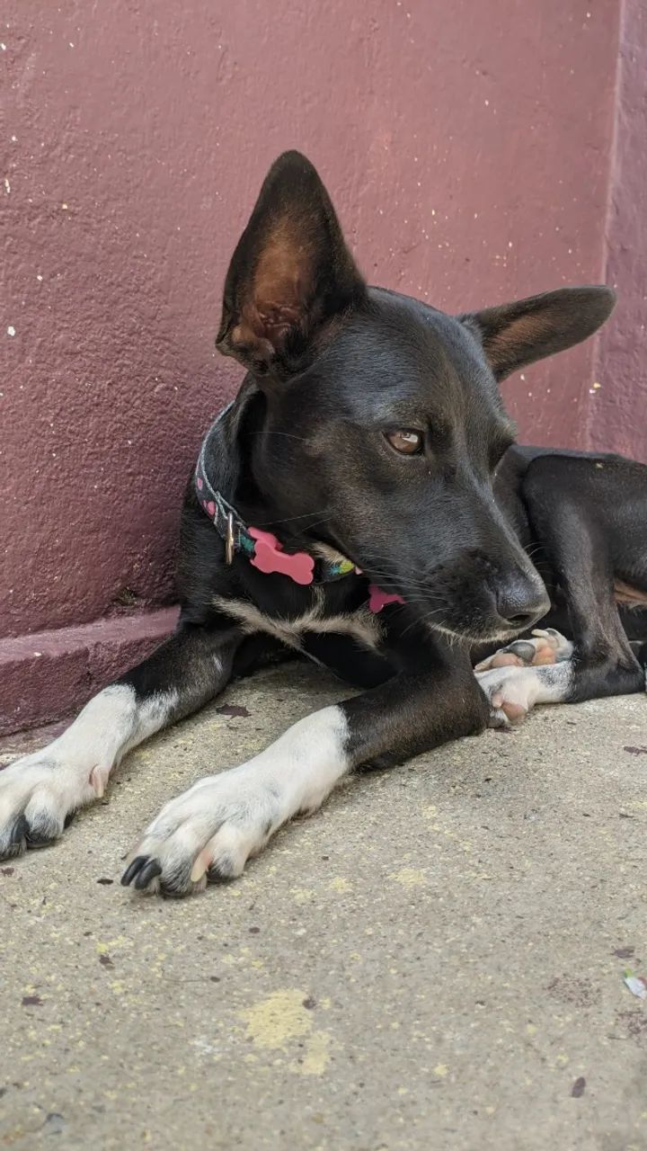 Cadela para adoçao - Foto 3