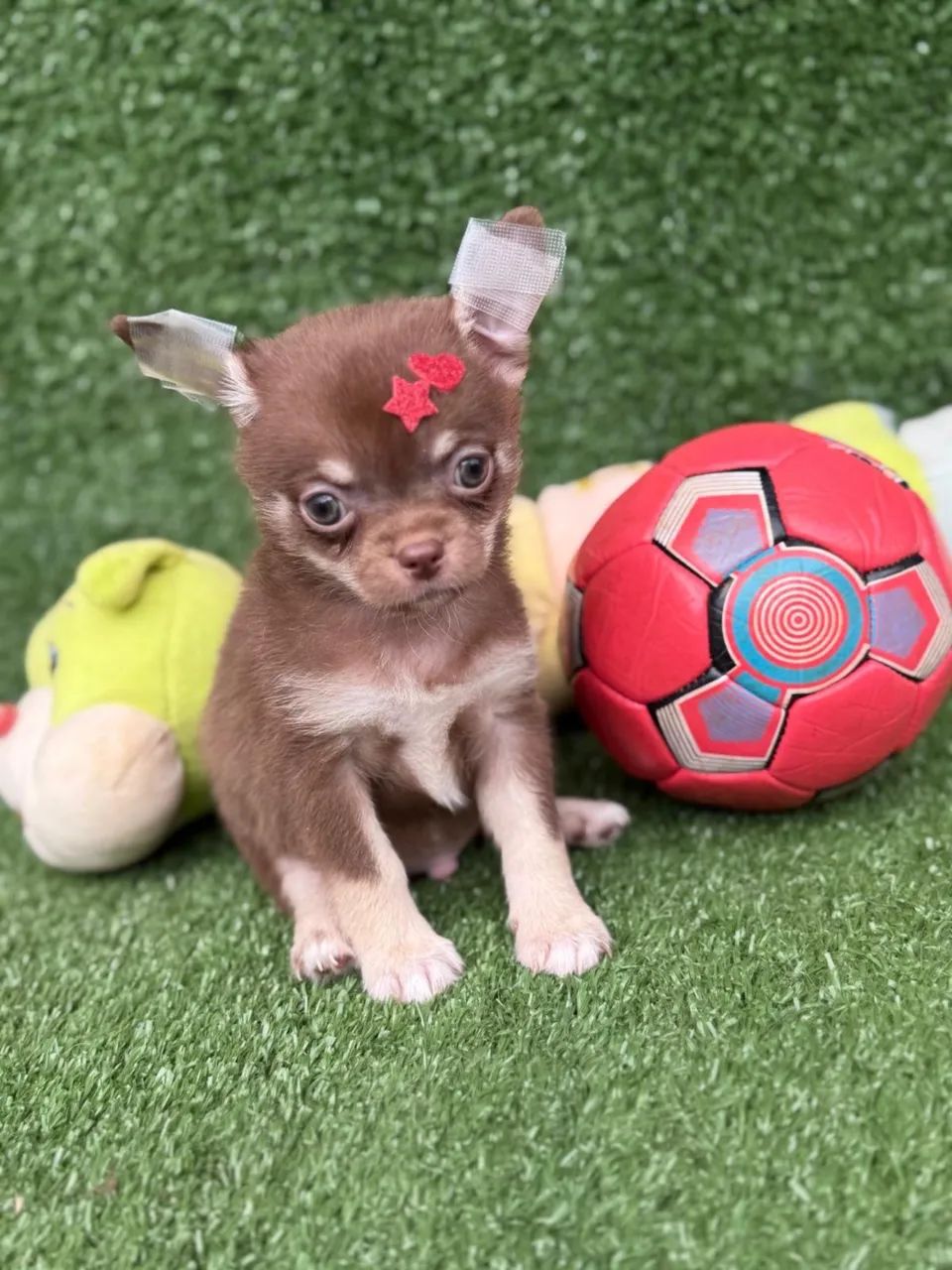 Chihuahua micro - Foto 4