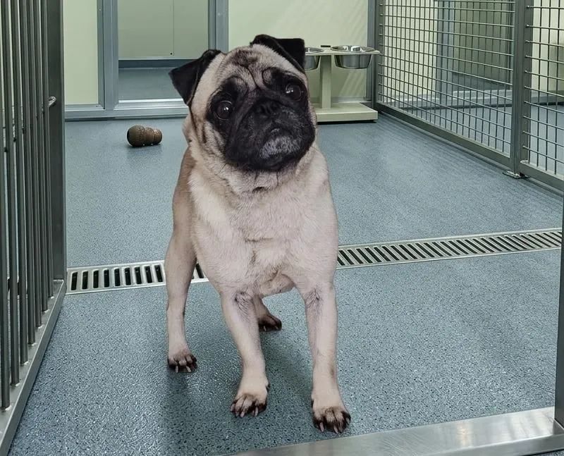 Pug