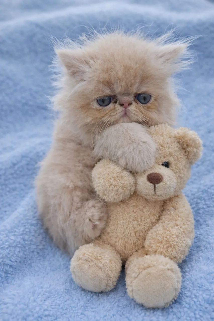 Filhote gato persa