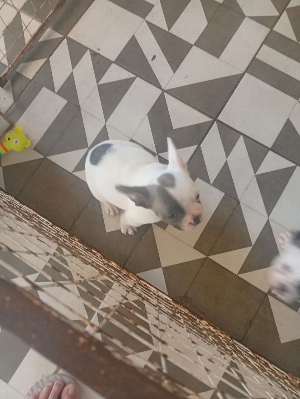 Vendo filhote de buldogue francês com 60 dias - Foto 5