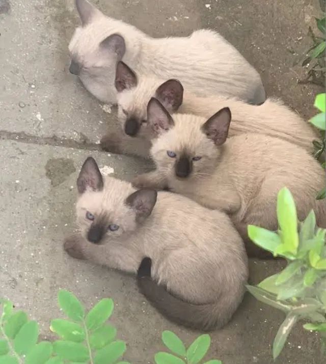 Filhote Gato Siamês 