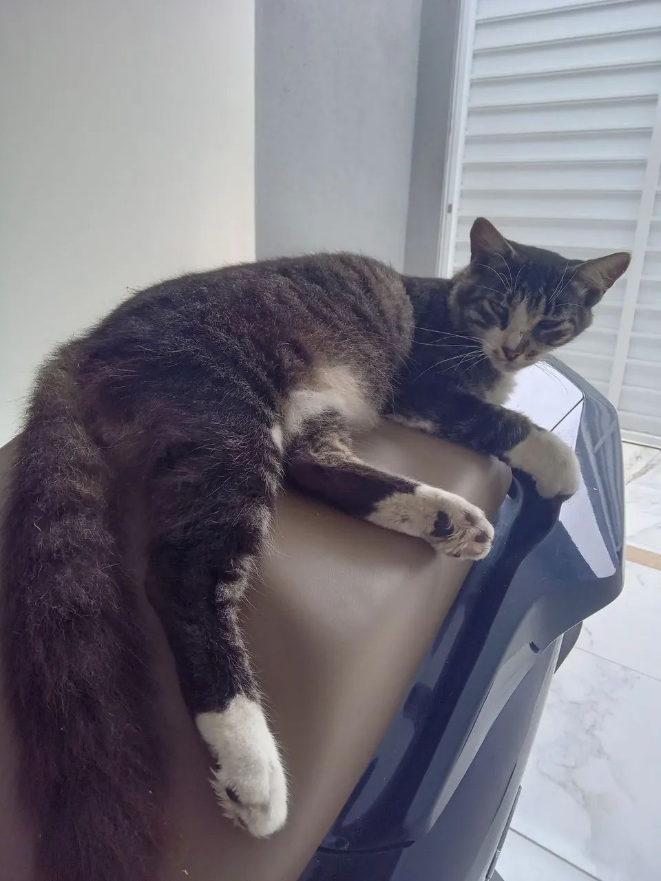 Gata castrada docil - Foto 2