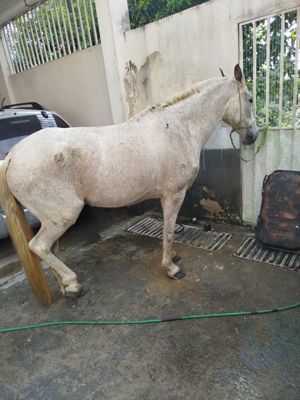 Cavalo 
