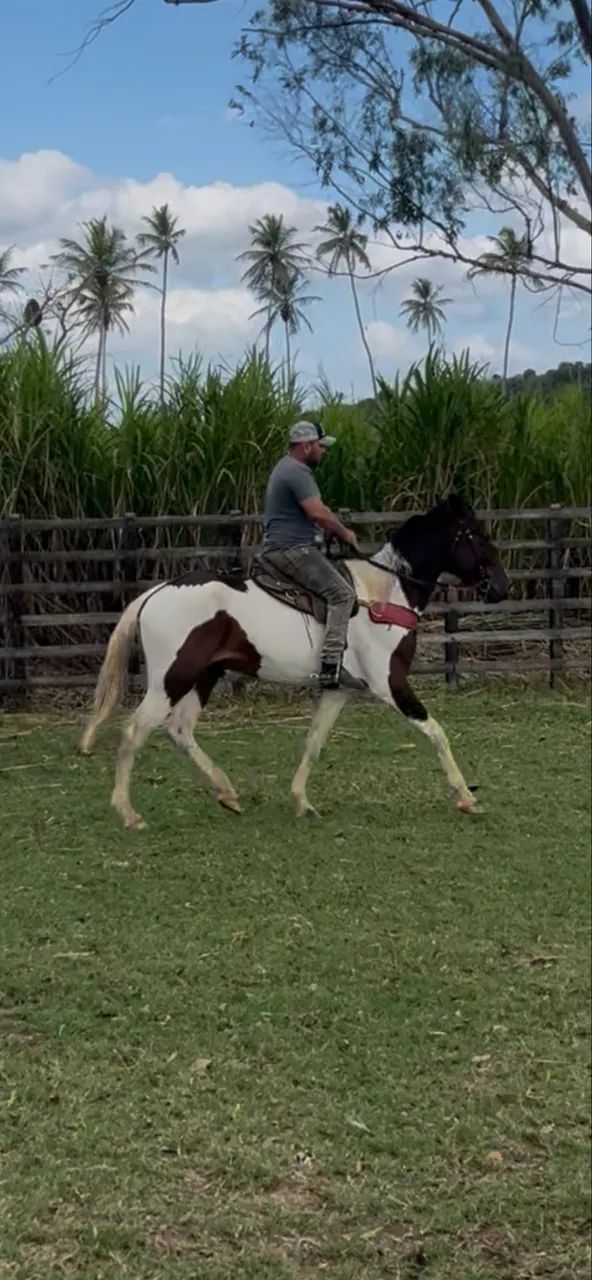 Cavalo Campolina PO Pampa de Castanho - Foto 4