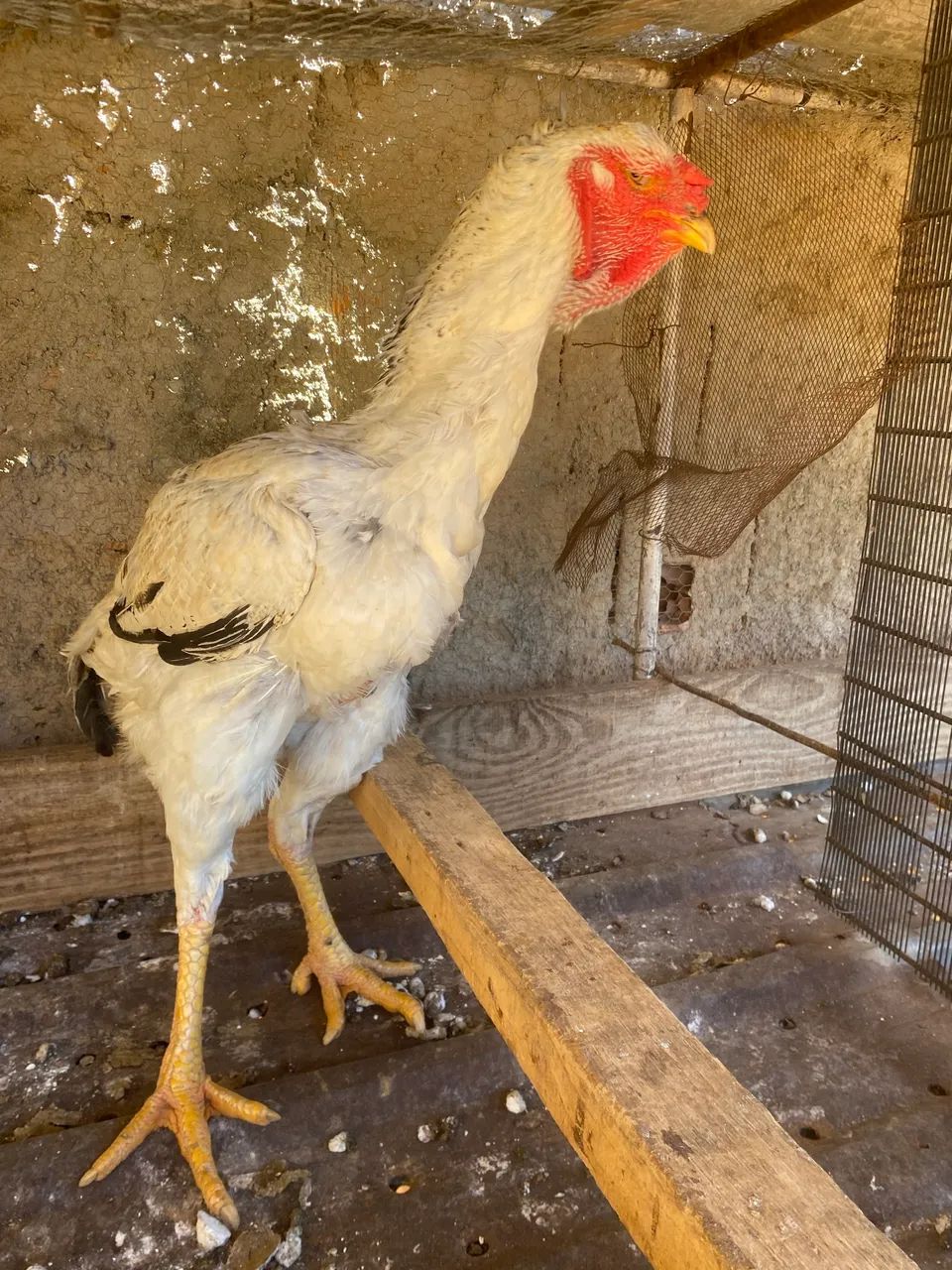 Galinha Índia Gigante. - Foto 6