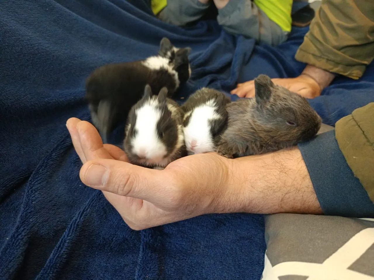 Mini coelhos Netherlands 