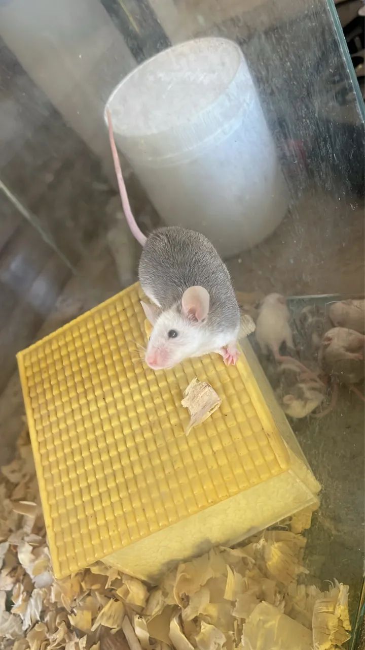 Ratos 