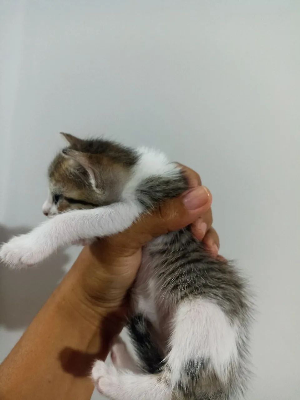 Adoção responsável  - Foto 5