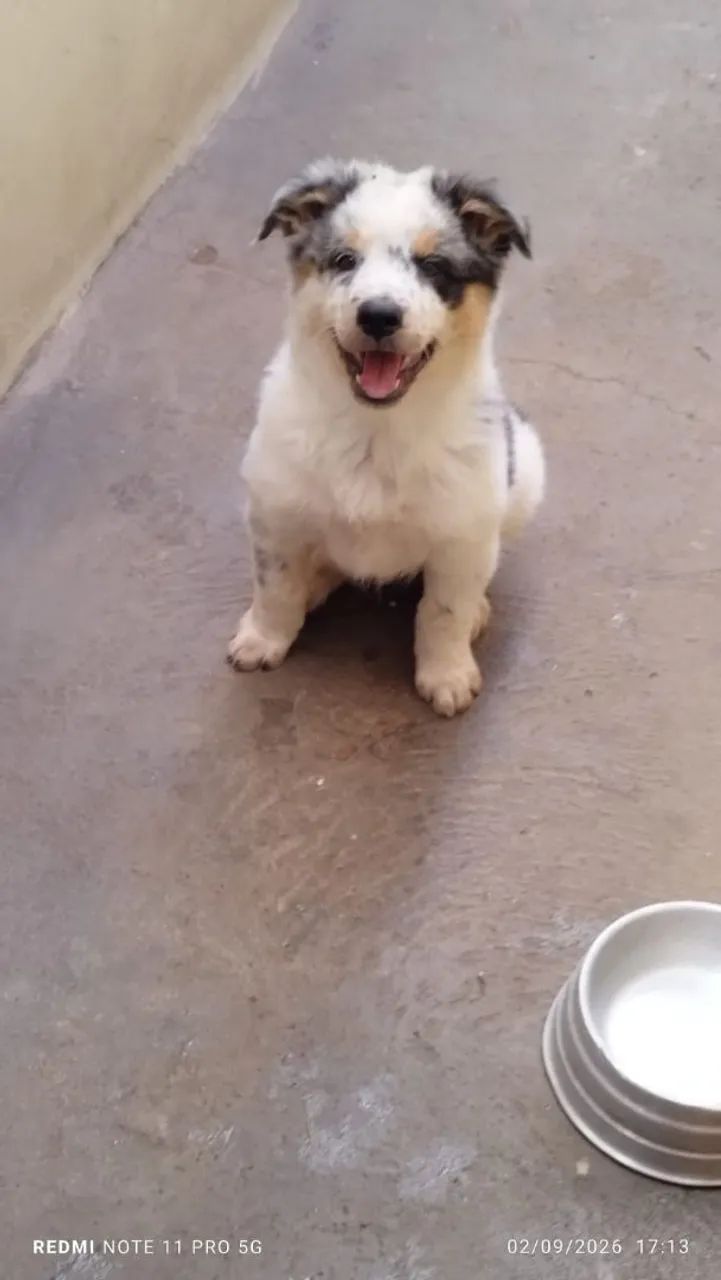 Border Collie  - Foto 2