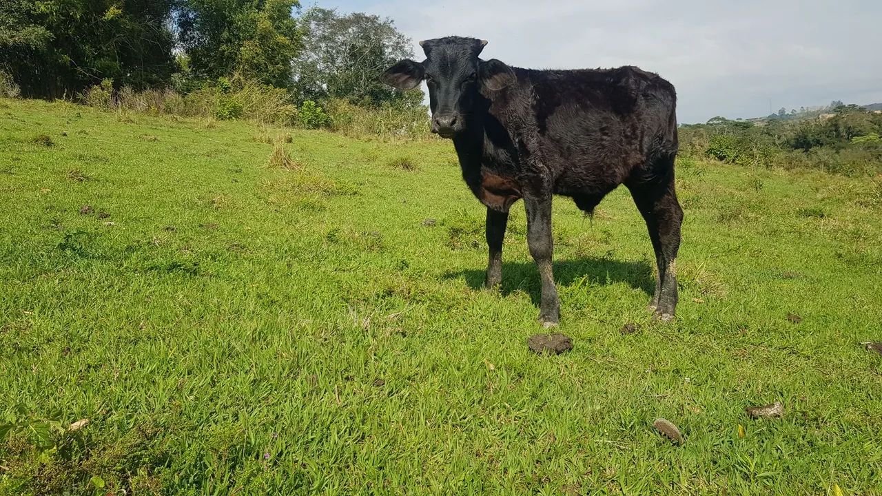 Bezerro mestiço  - Foto 2