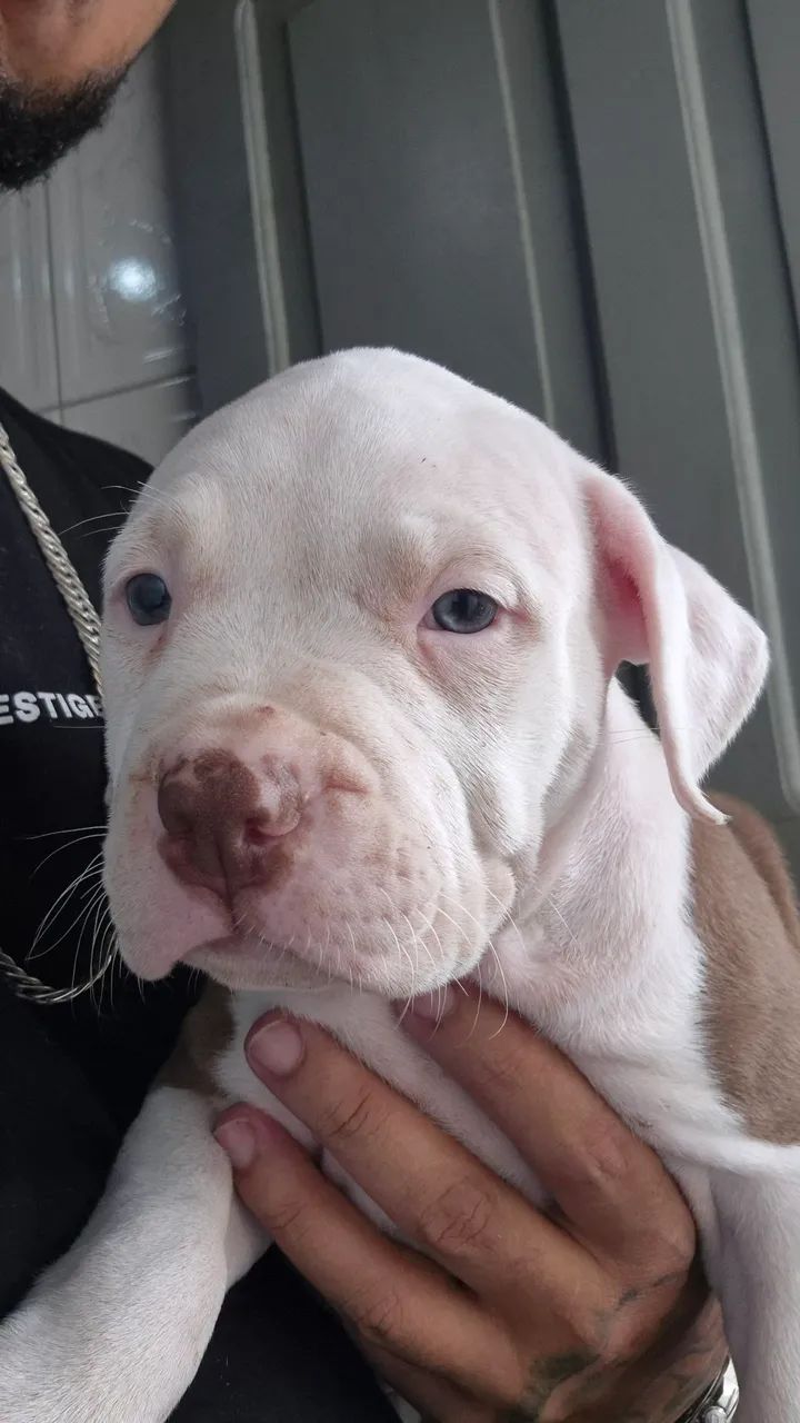 Filhotes de pitbull  - Foto 3
