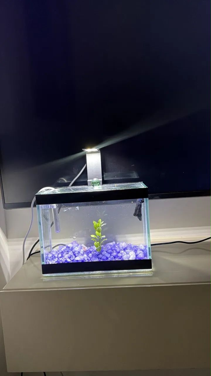 Aquário com aquecedor 