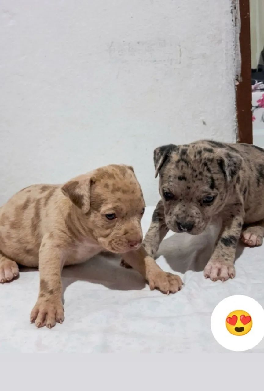 Pit Monster ( Brazilian Bull)